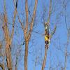 Photo for Laytons Tree Service - Athens GA