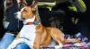 Photo for Pet Wearable Market to Reach at CAGR of 12.0% Through 2024