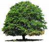Photo for Lake Charles Tree Service