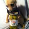 Photo for Habanero Stuffed Olives - Tillie’s  Nevada