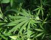 Photo for Global Marijuana Market: Opportunity Assessment Research Study 2023