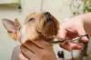 Photo for Penny's Dog Grooming Soddy Daisy