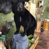 Photo for David's Taxidermy