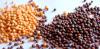 Photo for Seed Treatment Market Analysis and Trends 2025