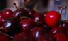 Photo for Sefrou Cherry Festival in June, Tour Morocco Tour Guide