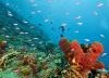 Photo for Dive Indonesia