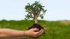 Photo for Necessity of Time : Save The Lungs of Our Planet Earth