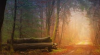 Photo for Fallen Tree on Your Car: Who’s Liable & Responsible for Injuries?