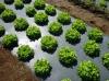 Photo for Biodegradable Mulch Film Market Perspective by Comprehensive Analysis Growth Prediction to 2025