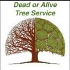 Photo for Dead or Alive Tree Service