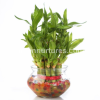 Photo for buy plants online delhi