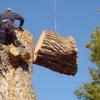 Photo for Evergreen Timber Inc