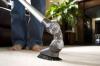 Photo for Carpet Cleaning Van Nuys