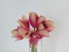 Photo for Silk Flowers Perth