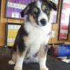 Photo for Little Ponderosa Kennels