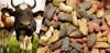 Photo for Global Animal Feed Additives Market to Surpass US$ 23.93 Billion by 2025