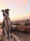 Photo for Happy Together Dogs