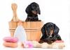Photo for Pet Care Products Market - Industry Insights, and Opportunity Analysis 2018-2025