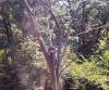 Photo for Andy's Tree Service