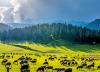 Photo for Kashmir Paradise On Earth