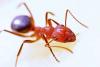 Photo for parker Pest Control Services