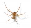 Photo for Mike's Pest Control of Trussville