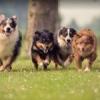 Photo for Full-Service Pet Grooming,Professional Dog Grooming CA - Mobile Pet Spa