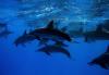 Photo for Diving in Cabo | Diving in Baja California