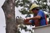 Photo for Rochester MN Tree Service