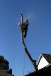 Photo for Franks Tree Service