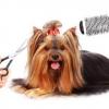 Photo for Doggie Dos Dog Grooming by Gabrielle