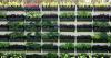Photo for Vertical Farming Market  Analysis and Forecast 2023