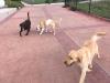 Photo for Leave your dog at Dog Fit Unlimited daycare and travel without any worry