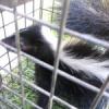 Photo for Abolish Pest & Wildlife Control