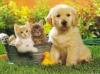 Photo for Professional Pet Grooming At Miami Beach