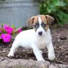 Photo for East Coast Puppies