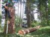 Photo for Totally Trees