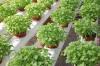 Photo for Home Grown Hydroponics