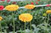 Photo for Home Grown Hydroponics