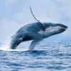 Photo for Marlas PV Landing- Puerto Vallarta Sport Fishing Experts