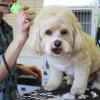 Photo for Quality Pet Grooming