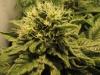 Photo for Sensi Seeds BV