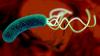 Photo for Helicobacter Pylori Diagnostics Market Global Forecast to 2026