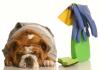 Photo for The Best House Cleaning San Diego