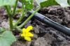 Photo for Drip Irrigation Market Industry Analysis, Trends and Forecast to 2026
