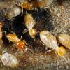 Photo for Prescott Pest Control