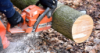 Photo for Southern Maryland Fellers Tree Service