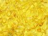 Photo for Fish Oil Industry to be Valued Close to $4 Billion by 2020