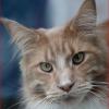 Photo for Cat Sitting In Your Home