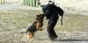 Photo for Superior K9 Training Solutions - Santa Monica